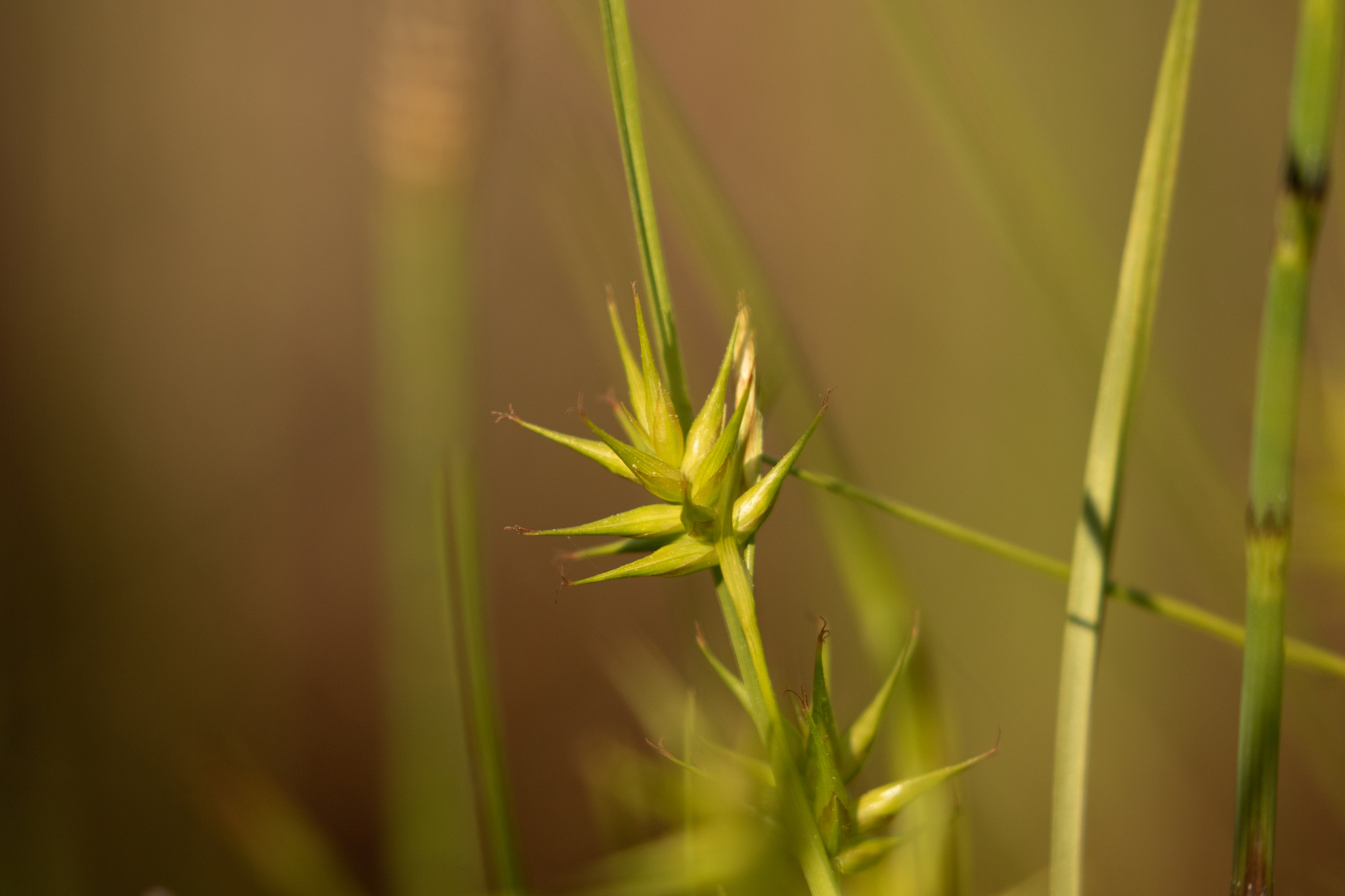 Carex michauxiana