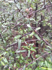 Coprosma linariifolia