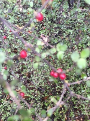 Neomyrtus pedunculata