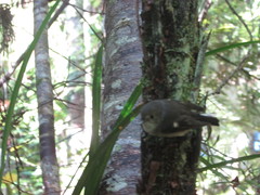 Petroica macrocephala