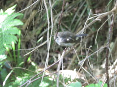 Petroica macrocephala