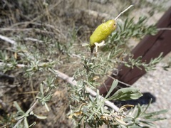 Asphondylia atriplicis