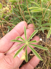 Lupinus microcarpus