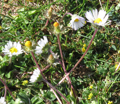 Bellium bellidioides