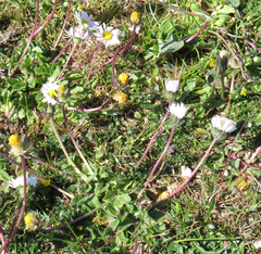 Bellium bellidioides