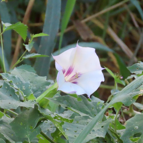 Toloache (Datura discolor)