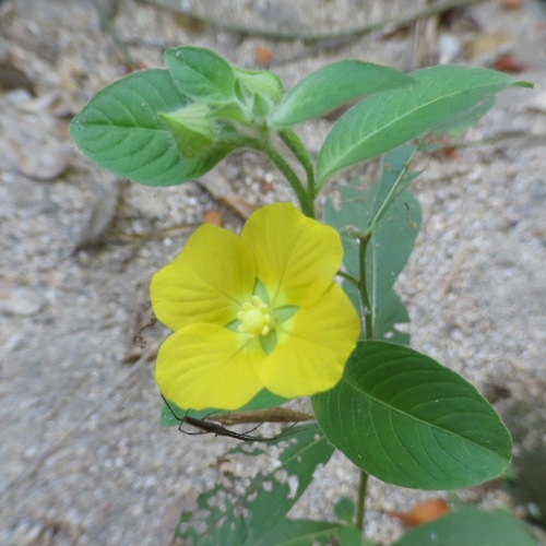 Clavose (Ludwigia octovalvis)