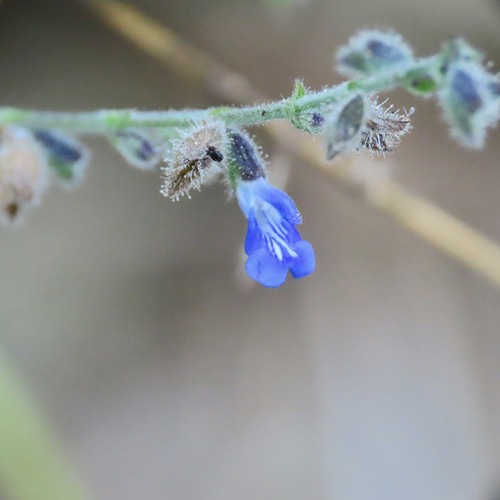Hierba del cáncer (Salvia misella)