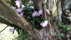 Cattleya trianae