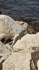 Liolaemus zapallarensis