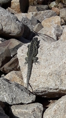 Liolaemus zapallarensis