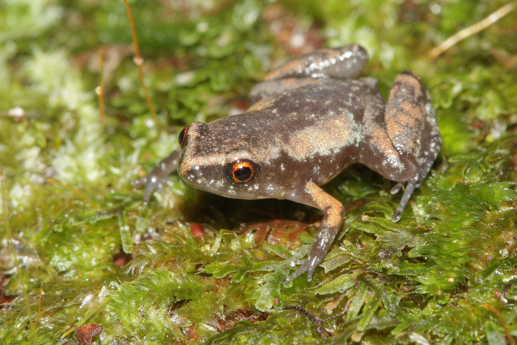 Haddad's Humming Frog