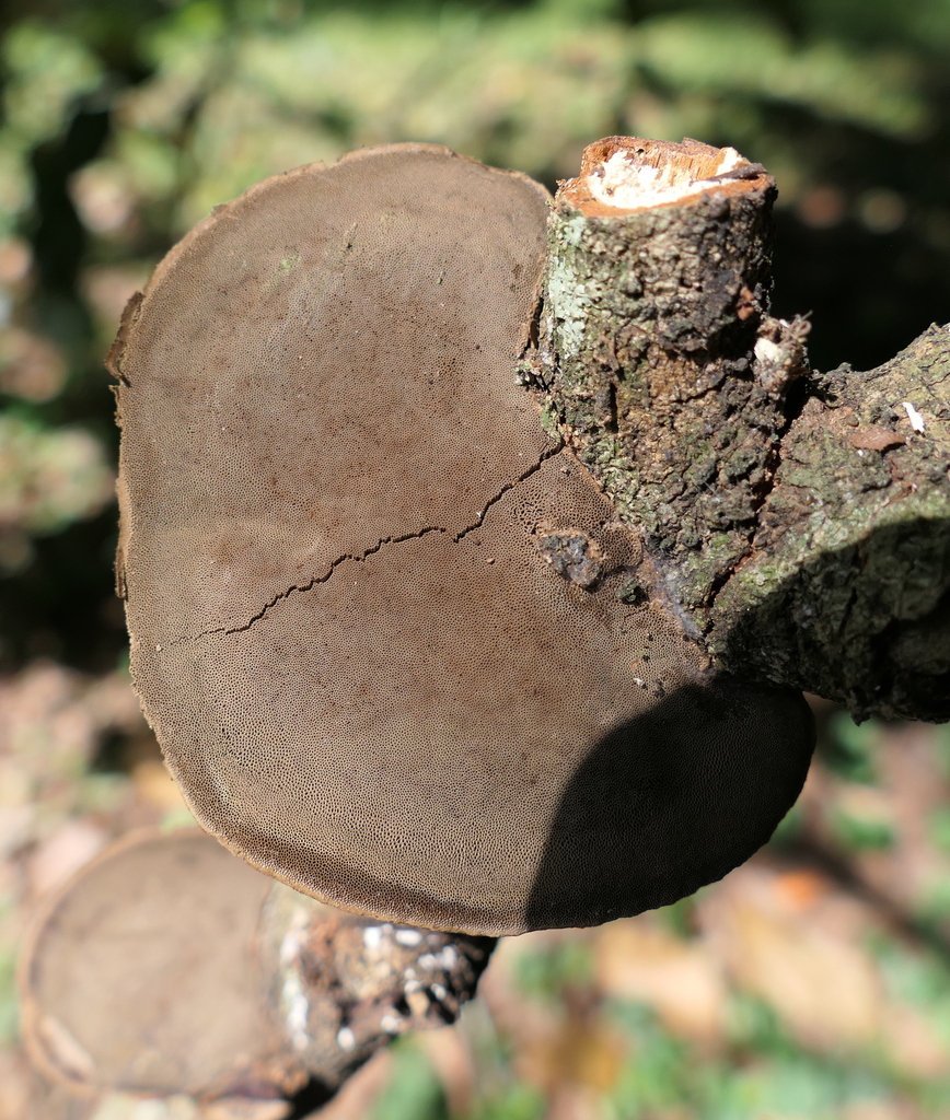 Hexagonia hydnoides · January 2024 · photo: © helio-lourencini (iNaturalist, cc-by)