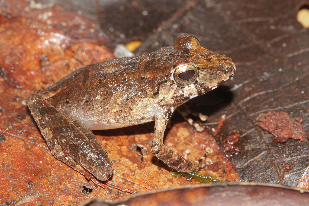 Lower Matarony Robber Frog
