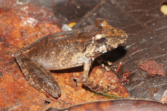 Lower Matarony Robber Frog photo 1