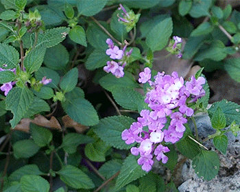 Lantana montevidensis, Provincia di Potenza, Italia