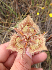Calochortus tiburonensis