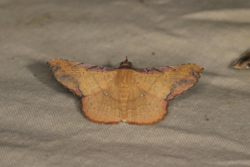 Cryptochrostis fulveola