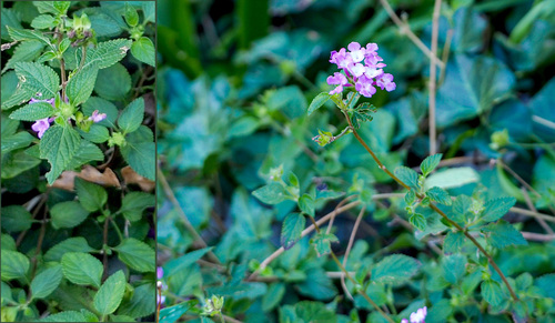 Lantana montevidensis