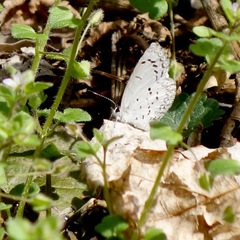 Celastrina ladon