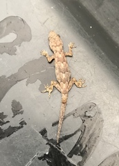 Hemidactylus mabouia