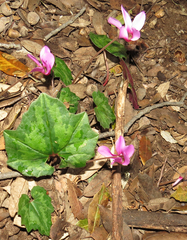 Cyclamen repandum