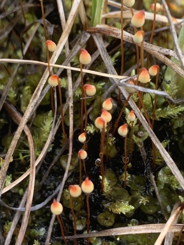 Ovate Cupola Moss (Cinclidium subrotundum)