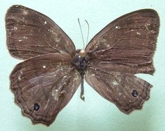 Cissia themis