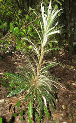 Ptilostemon casabonae