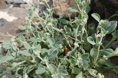 Lydomorphus angusticollis