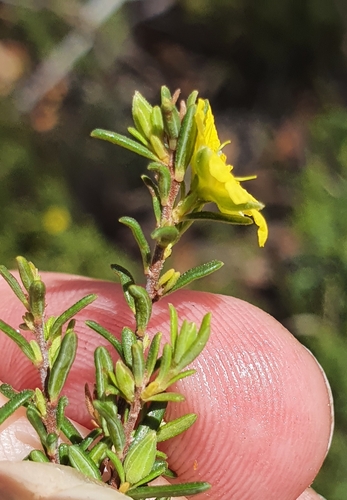 Image of Hibbertia riparia by (c) ronavery, some rights reserved (CC BY)