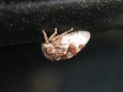 Cyrtolobus tuberosus