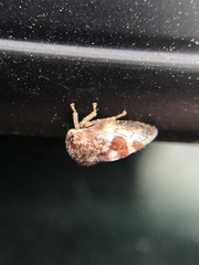 Cyrtolobus tuberosus
