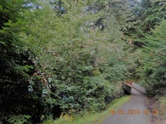 Cotoneaster bullatus