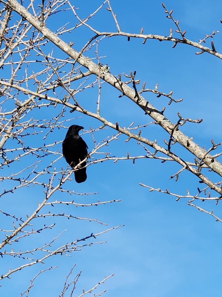 January Crow American Crow from Greensboro, NC 27408, USA on January 14, 2024 at 03: ...