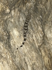 Hemidactylus mabouia