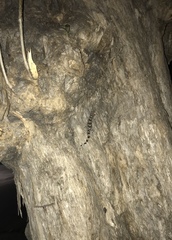 Hemidactylus mabouia