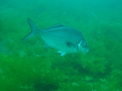 Latridopsis ciliaris