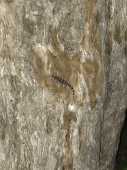 Hemidactylus mabouia