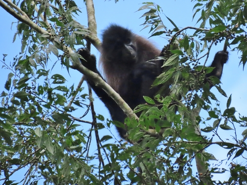 Ugandan grey-cheeked mangabey