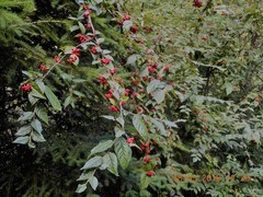 Cotoneaster bullatus
