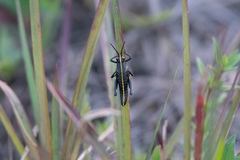 Romalea microptera