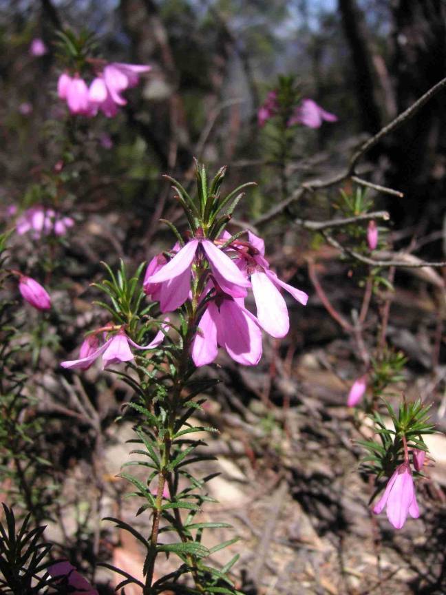 Tetratheca neglecta