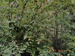 Cotoneaster bullatus
