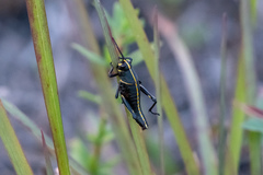 Romalea microptera