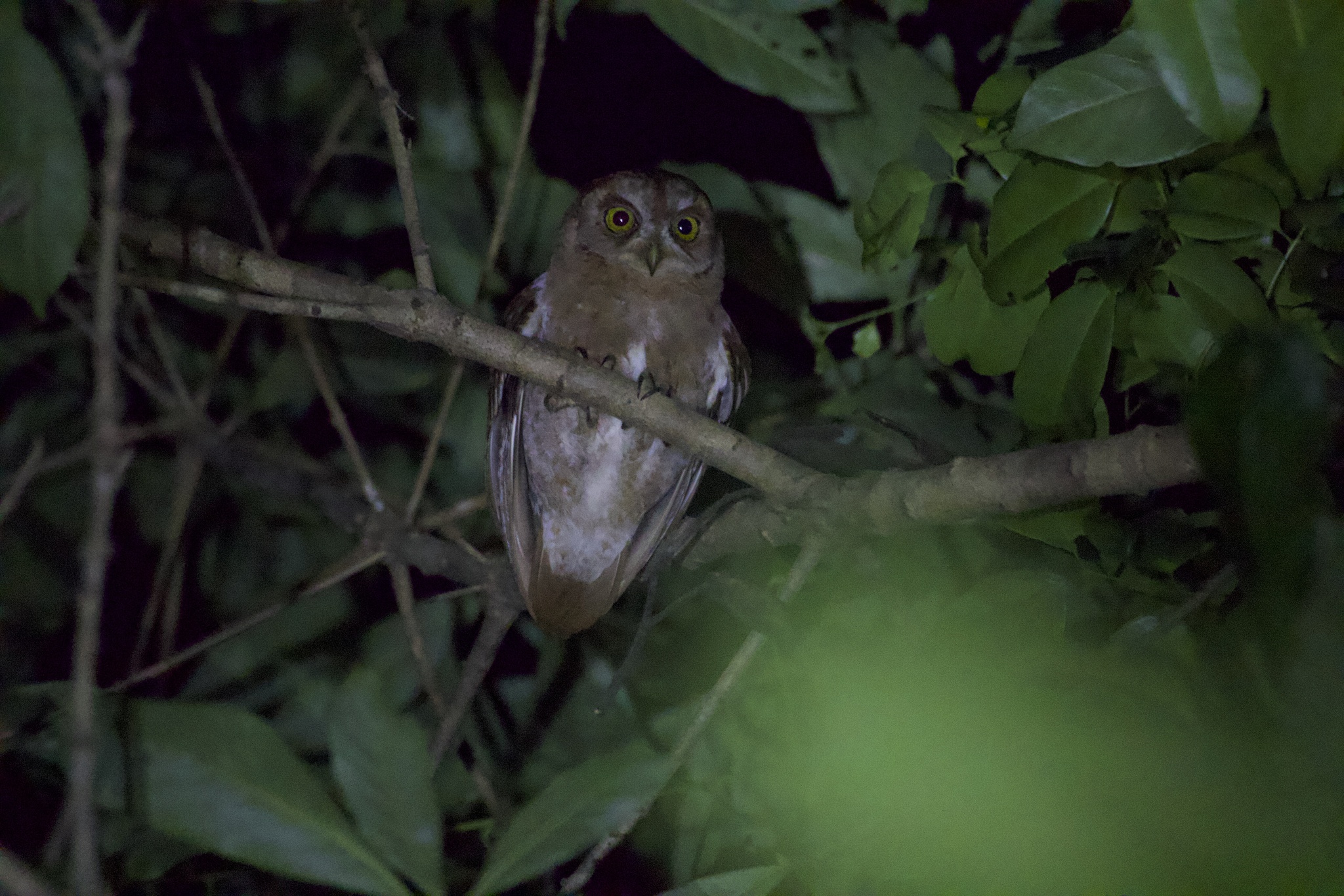 Pemba Scops Owl (Otus pembaensis), photo 3