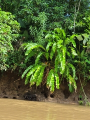 Heliconia wagneriana image