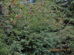 Cotoneaster bullatus
