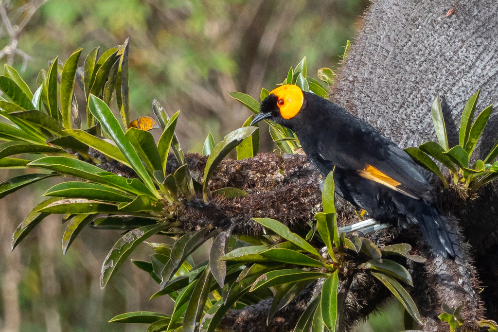 Macgregor's Honeyeater photo