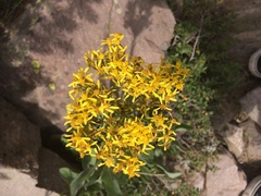 Senecio atratus